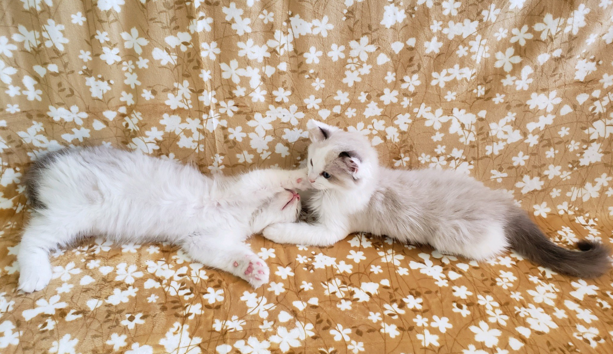 seal bicolor Ragdoll kittens