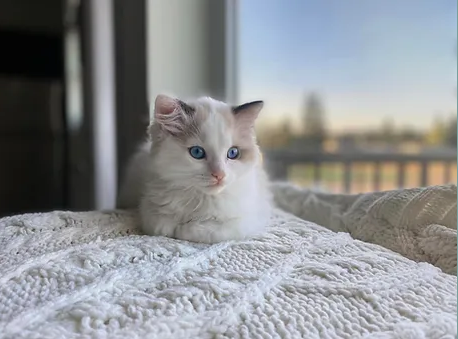 Seal point bicolor Ragdoll kitten living with a Ragdoll breeder near Portland, OR and Vancouver, WA.