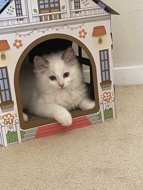 Ragdoll kitten in Washington