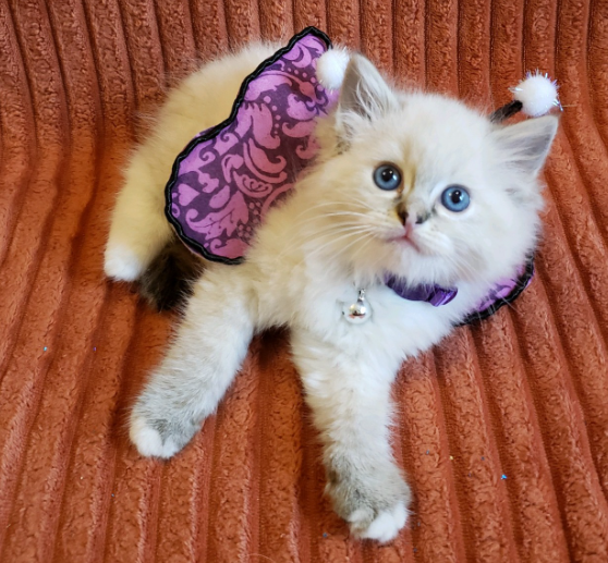 Blue lynx mitted Ragdoll kitten with blaze