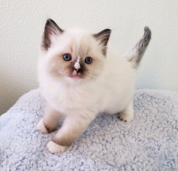 seal mitted ragdoll with blaze