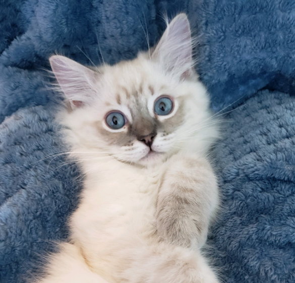 blue lynx point ragdoll kitten