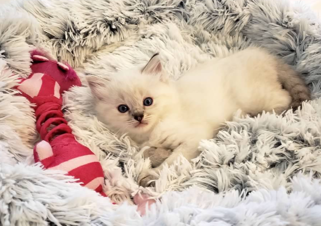 seal lynx ragdoll kitten