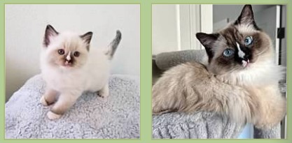 Seal mitted Ragdoll with blaze, young kitten and cat.