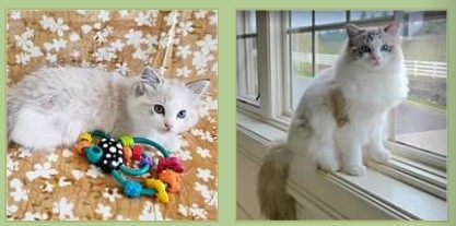 Seal point bicolor Ragdoll kitten grows up into a handsome seal point bicolor Ragdoll cat.