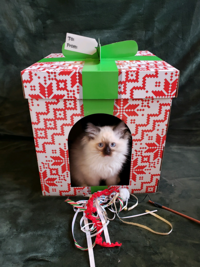 Seal Ragdoll kitten with mittens