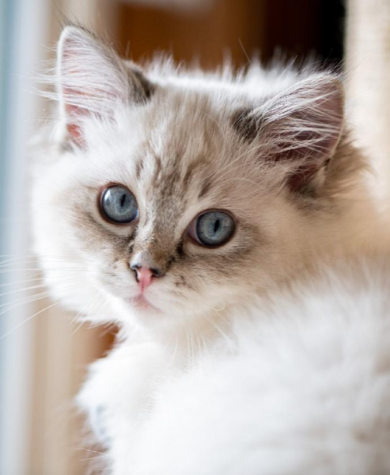 blue lynx mitted Ragdoll kitten with a blaze on her nose