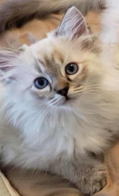 seal lynx point ragdoll kitten