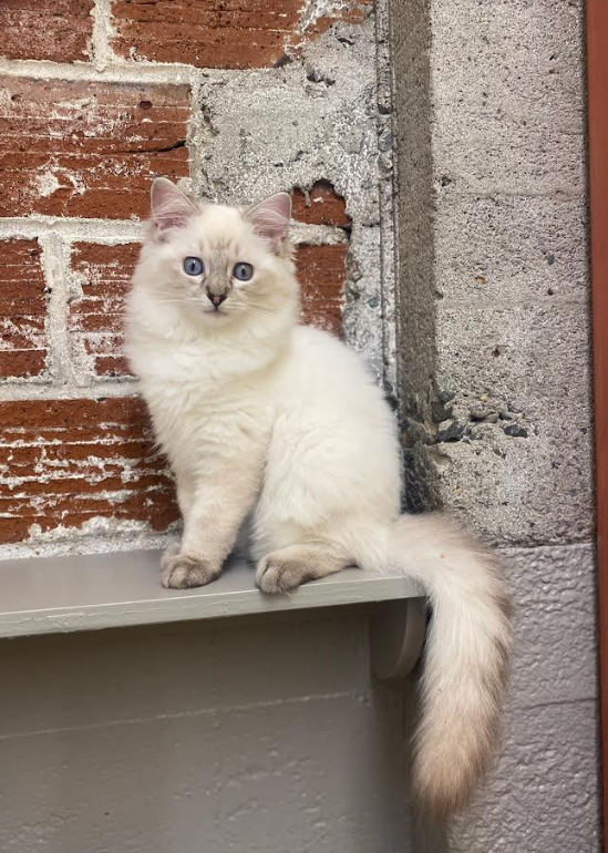 seal lynx point Ragdoll kitten