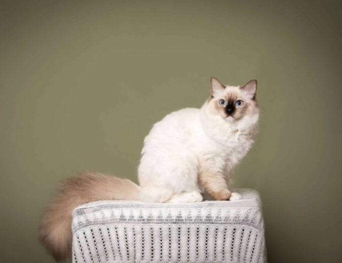 seal mitted Ragdoll