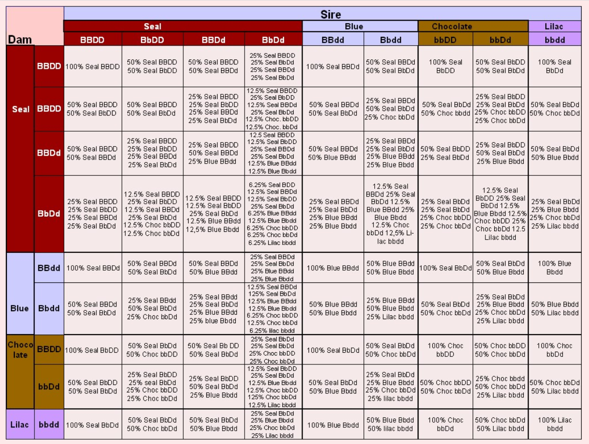 Ragdoll breeding chart