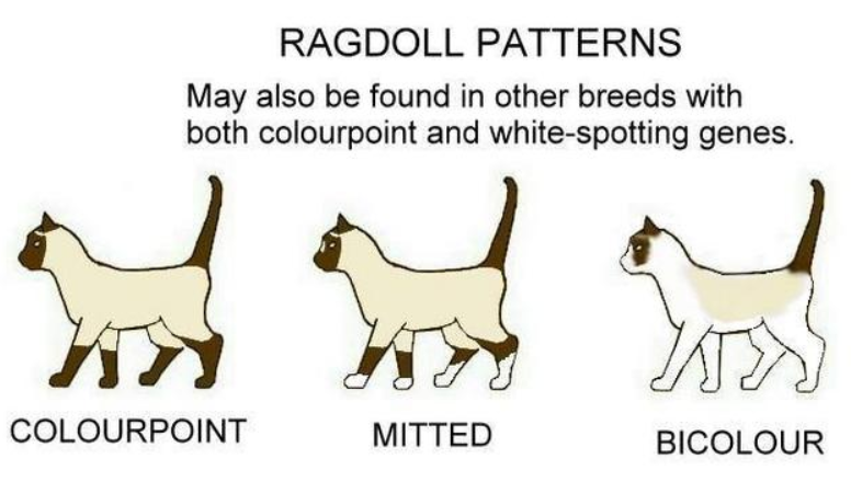 ragdoll chart