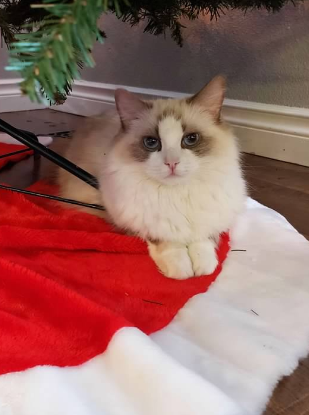 bicolor ragdoll