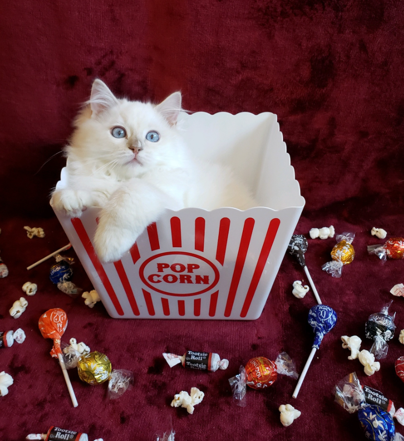 lilac lynx mitted Ragdoll kitten with a small blaze