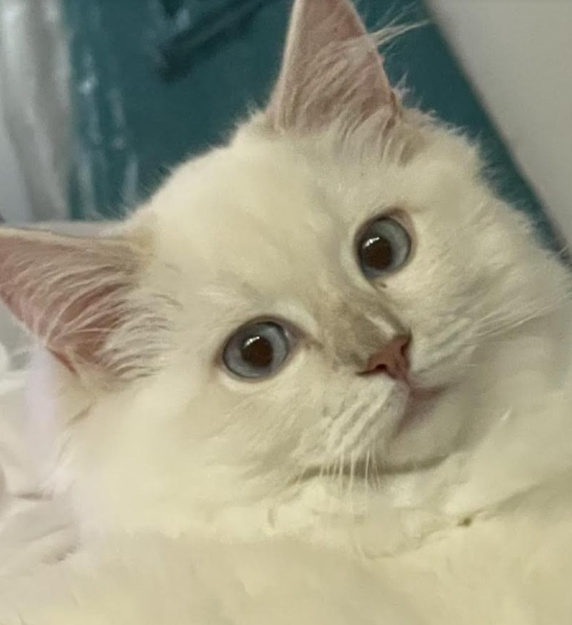 lilac mitted Ragdoll kitten with blaze