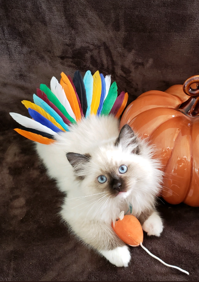 seal mitted Ragdoll kitten