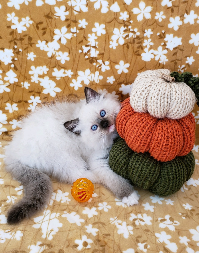 seal mitted Ragdoll kitten