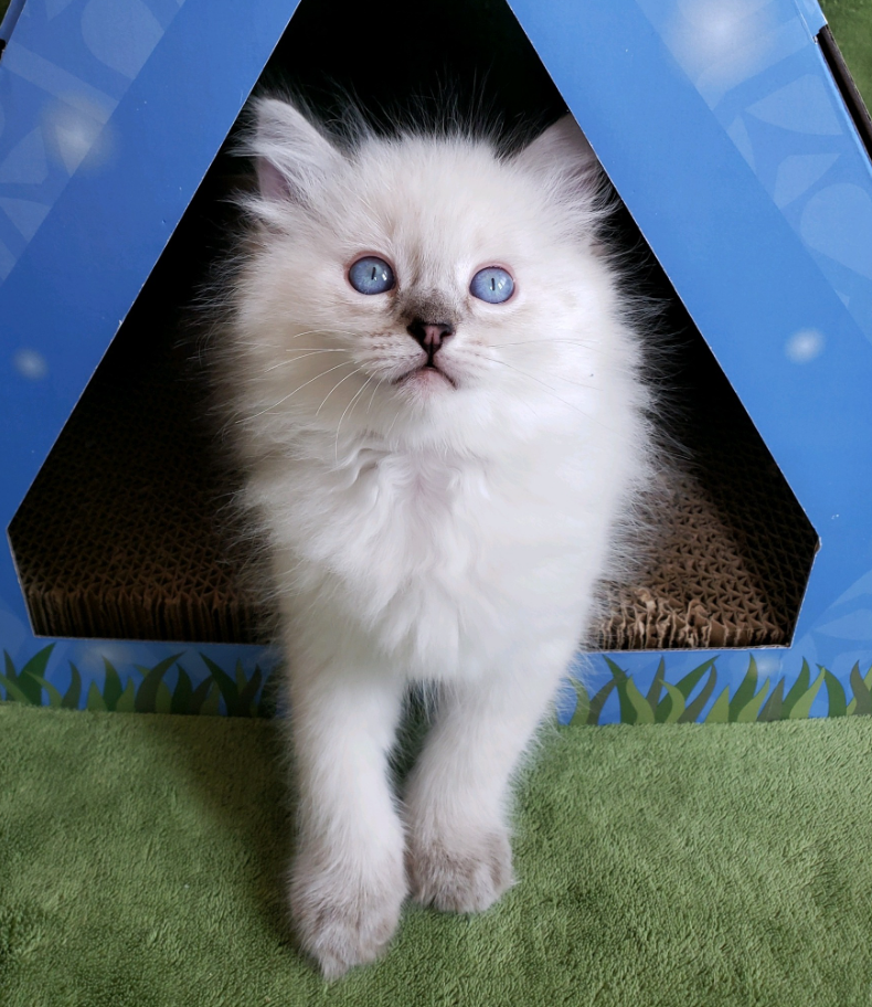 seal lynx point ragdoll kitten