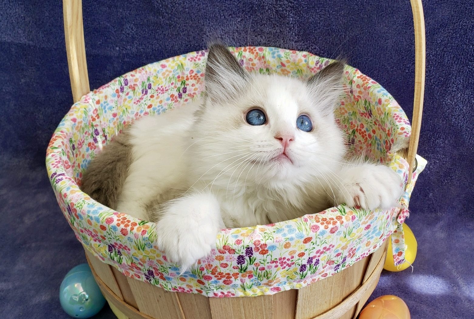 seal bicolor Ragdoll kitten