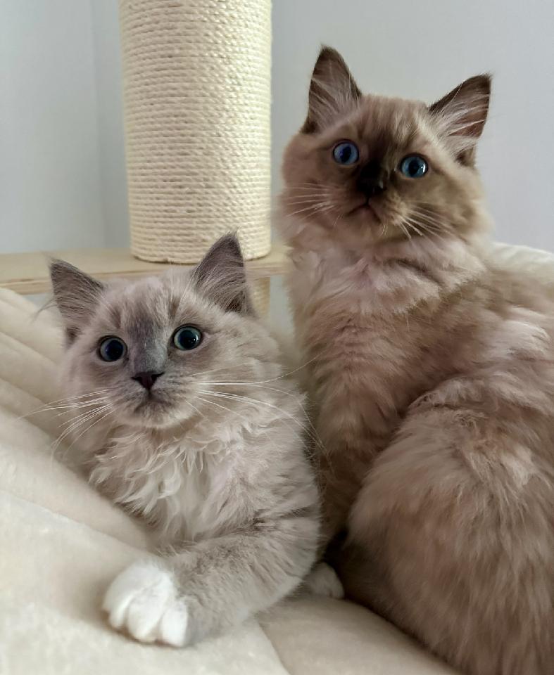 blue mink mitted ragdoll kitten and a seal mink ragdoll kitten