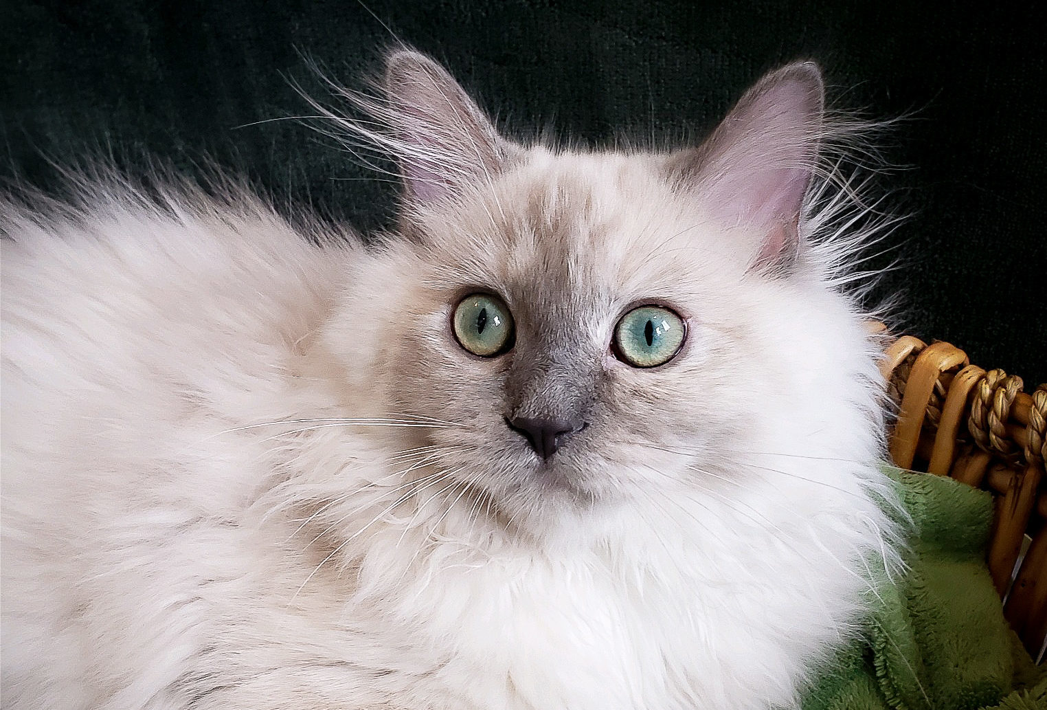 blue mink tortie Ragdoll near Portland, OR